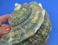 6 to 6-3/4 inches  Turbo Marmoratus Shells <font color=red> Wholesale</font>, Great Green Turbans - 3 @ $29.00 each; 4 @ $26.00 each