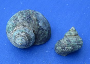 3.50 pound bag Green Turbo Sternogyrus Shells 3/4 to 1-1/2 inches - $11.70 a gallon; 3 @ $10.40 a gallon