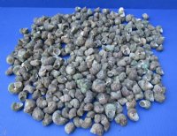 3.50 pound bag Green Turbo Sternogyrus Shells 3/4 to 1-1/2 inches - $11.70 a gallon; 3 @ $10.40 a gallon