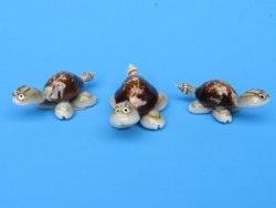 2-1/2 inches Tiny Cowrie Shell Turtles with Wire Rimmed Glasses Novelty <font color=red>Wholesale</font>  - 300 @ .30 each