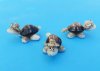 2-1/2 inches Tiny Cowry Shell Turtle Wearing Glasses and a Straw Hat Novelty - Pack of 50 @ .48 each