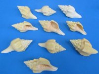 Polished Chank Shells for Sale in Bulk 4 to 4-3/4 inches - Bag of 10 @ $2.10 each; Bag of 20 @ $1.84 each