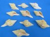 Polished Chank Shells for Sale in Bulk 4 to 4-3/4 inches - Bag of 10 @ $2.10 each; Bag of 20 @ $1.84 each