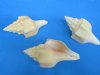 6 to 6-3/4 inches <font color=red> Wholesale</font> Polished Chank Shells for Sale in Bulk, Turbinella pyrem, - Case of 30 @ $3.65 each