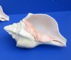 8 inches Polished Large West Indian Chank Shells for sale in Bulk - Pack of 1 @ $16.50 each; Discount Pack of 4 @ $13.20 each;