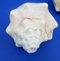 Polished Large West Indian Chank Shells 8 inches - $16.50 each; 4 @ $13.20 each 
