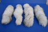 13 to 14 inches <font color=red> Wholesale</font> Tanned Blue Fox Tail Key Chains for Sale - Pack of 10 @ $9.00 each