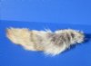 <font color=red> Wholesale</font> Tanned Coyote Tails for Sale in Bulk for Crafts, 12 to 15 inches long - Case of 14 @ $6.75 each