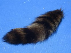 Dyed Raccoon Tail Key Chains 5 to 9 inches - 5 @ $6.00 each