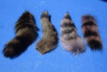 Dyed Raccoon Tail Key Chains <font color=red> Wholesale</font> 5 to 9 inches - 25 @ $3.60 each