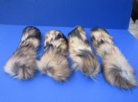 Tanned Finn Raccoon Tail Key Chain 13 to 16 inches for <font color=red> $12.75 each</font> (Plus $7 Ground Advantage Mail)