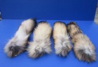 Tanned Finn Raccoon Tail Key Chain 13 to 16 inches for <font color=red> $12.75 each</font> (Plus $7 Ground Advantage Mail)