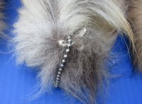 Tanned Finn Raccoon Tail Key Chain 13 to 16 inches for <font color=red> $12.75 each</font> (Plus $7 Ground Advantage Mail)