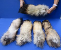 Tanned Finn Raccoon Tail Key Chain 13 to 16 inches for <font color=red> $12.75 each</font> (Plus $7 Ground Advantage Mail)