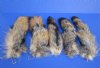 13 to 16 inches long Tanned Grey Fox Tail Key Chain for sale - Pack of 1 @ <font color=red>$11.99 each</font> (Plus $6.50 1st Class Mail) 