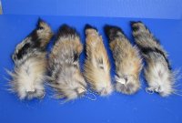 13 to 16 inches long Tanned Grey Fox Tail Key Chain for sale - <font color=red>$11.99 each</font> (Plus $7 Ground Advantage Mail) 