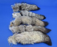 10 to 13 inches Kit Fox Tail Key Chains,<font color=red> Wholesale</font> - 12 @ $7.75 each