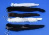 <font color=red>Wholesale</font> Authentic Female Mink Tail Key Chains for Sale 9 to 11 inches long - Case of 20 @ $4.65 each