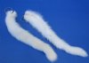 Tanned White Male Mink Tail Key Chains <font color=red> Wholesale</font>  - 12 @ $7.75 each