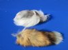 10 to 13 inches Assorted Tanned Real Fox Tails Key Chain with Attached Ball Chain Clasp - Pack of 1 @ <font color=red>$11.99 each</font> Plus $6.50 First Class Mail