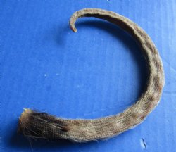 Preserved Opossum Tails, Possum Tails 7 to 12 inches - 5 @ $3.00 each; 15 @ $2.70 each