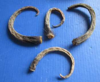 Preserved Opossum Tails, Possum Tails 7 to 12 inches - 5 @ $3.00 each; 15 @ $2.70 each