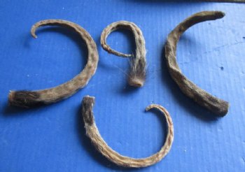 Preserved Opossum Tails, Possum Tails 7 to 12 inches - 5 @ $3.00 each; 15 @ $2.70 each