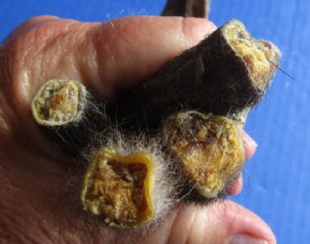 Preserved Opossum Tails, Possum Tails 7 to 12 inches - 5 @ $3.00 each; 15 @ $2.70 each