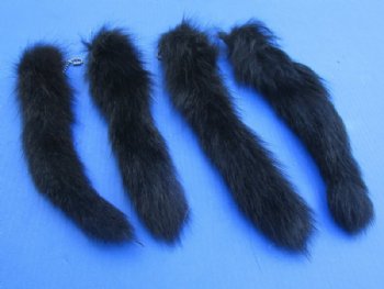 Tanned Dyed Black Raccoon Tail Key Chain 10 to 12 inches long - 2 @ $7.50 each