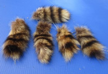 Small Raccoon Tails with Ball Chains <font color=red> Wholesale</font>, 5 to 7 inches-  35 @ $2.70 each