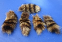 Small Raccoon Tail Key Chains 5 to 7 inches - <font color=red> 5 @ $4.05 each </font> (Plus $8 Ground Advantage Mail)