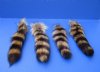 10 to 12 inches <font color=red> Wholesale</font> Tanned Raccoon Tail Key Chains for Sale in Bulk - Case of 24 @ $4.00 each