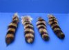 Tanned Raccoon Tail Key Chain for Sale 10 to 12 inches long -  Pack of 2 @ <font color=red> $7.99 each</font> Plus $6.50 1st Class Postage