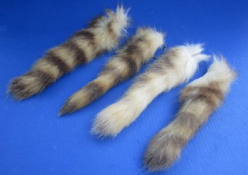 10 to 13 inches Light Colored Raccoon Tails with Ball Chains  <font color=red> Wholesale</font>-  20 @ $4.50 each