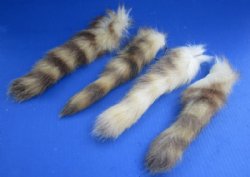 10 to 13 inches Light Colored Raccoon Tails with Ball Chains  <font color=red> Wholesale</font>-  20 @ $4.50 each