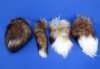 12 to 13 inches Tanned Red Fox Tail Key Chains for Sale - Pack of 1 @ <FONT COLOR=RED>$14.99 each</font> Plus $6.50 First Class Mail