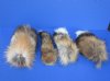 12 to 13 inches <font color=red> Wholesale</font> Tanned Red Fox Tail key Chains for Sale in bulk - Case of 12 @ $7.75 each