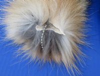 13 to 16 inches Tanned Red Fox Tail Ball Chain Keychains for Sale - 2 @ $13.00 each 