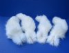15 to 18 inches Real Tanned White Fox Tail Key Chain for Sale - <font color=red> $21.99 each</font> Plus $6.50 First Class Mail