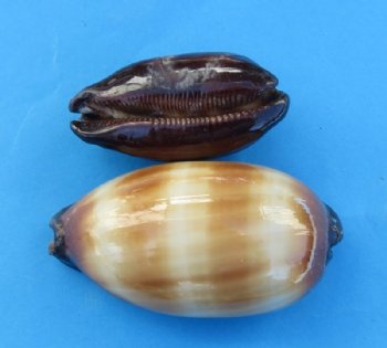 Chocolate Banded Cowries in Bulk - <font color=red> 1-1/2" - 1-7/8"</font> $5.80 a dozen;<font color=red> 2" - 2-1/2" </font>$6.75 a dozen