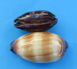 Chocolate Banded Cowries in Bulk - <font color=red> 1-1/2" - 1-7/8"</font> $5.80 a dozen;<font color=red> 2" - 2-1/2" </font>$6.75 a dozen