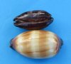 2-3/4 to 3-1/4 inches Chocolate Banded Cowry Shells in Bulk, Mole Cowries - Pack of 25 @ .96 each; Discount Pack of 100 @ .76 each