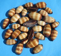 Chocolate Banded Cowries in Bulk - <font color=red> 1-1/2" - 1-7/8"</font> $5.80 a dozen;<font color=red> 2" - 2-1/2" </font>$6.75 a dozen