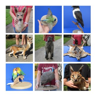 Taxidermy Animal, Reptile, Bird