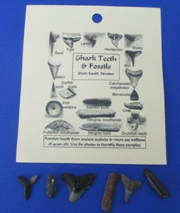 Fossil Shark Teeth and Marine Fossils with ID Card <font color=red> Wholesale</font> - 108 @ .90 each