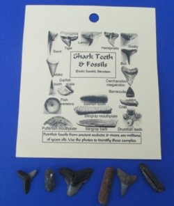 Fossil Shark Teeth and Marine Fossils with ID Card <font color=red> Wholesale</font> - 108 @ .90 each