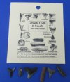 Assorted Fossil Shark Teeth and  Marine Fossils with Identification Card - Pack of 12 @ $1.80 each (Plus $8.00 1st Class Mail);