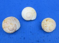 Tonna Cumingi Shells (2-2.5") - 25 @ .72 each; 50 @ .64 each