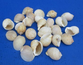 Tonna Cumingi Shells (1.5-2") - 50 @ .48 each; 100 @ .43 each