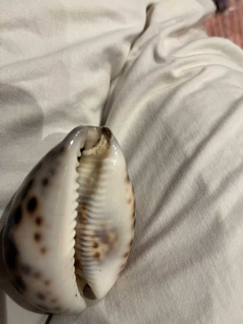 Polished White Top Tiger Cowrie Shells 2-1/2 to 3 inches - 25 @.$1.20 each; 100 @ $1.05 each